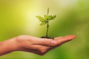 leaf, tree, young, sapling, oak, nature, growth, plant, environment, hand, composing, sapling, sapling, sapling, sapling, sapling, environment