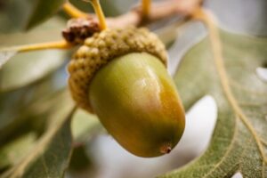 green acorn