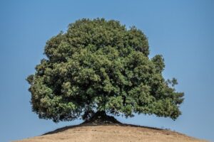 green tree on brown sand during daytime